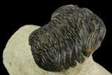 Bargain, Morocops Trilobite - Visible Eye Facets #120073-3